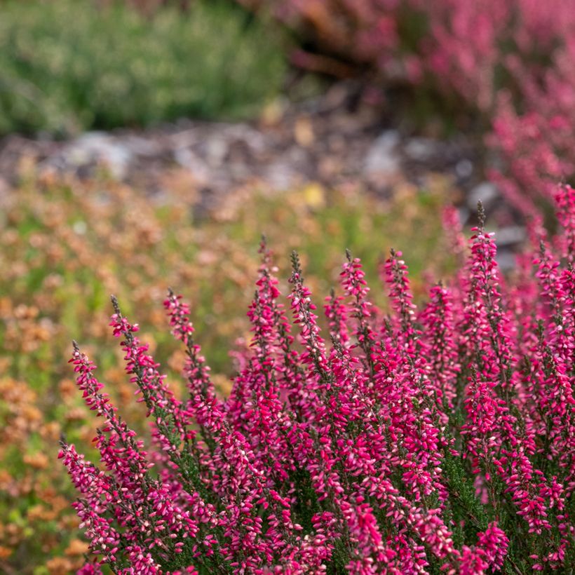 Besenheide Garden Girls Athene - Calluna vulgaris (Plant habit)