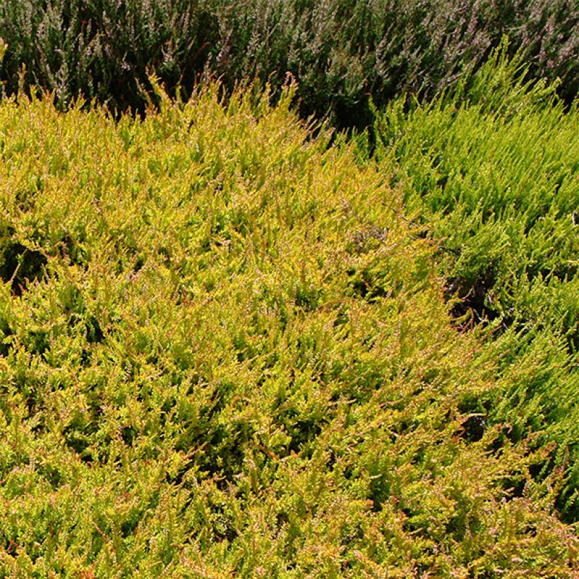 Besenheide Boskoop - Calluna vulgaris (Wuchs)