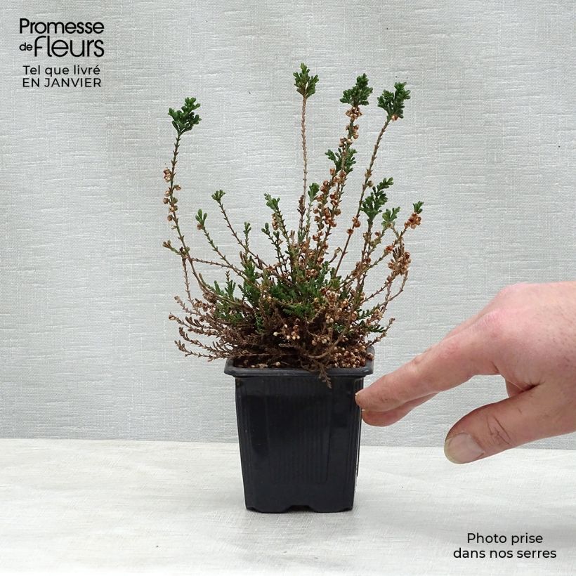Exemplar von Besenheide H.E Beale - Calluna vulgaris Kleine Töpfe von 8/9 cm wie im Winter geliefert