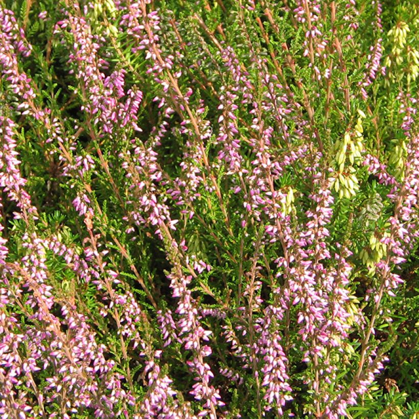 Besenheide Marleen - Calluna vulgaris (Flowering)