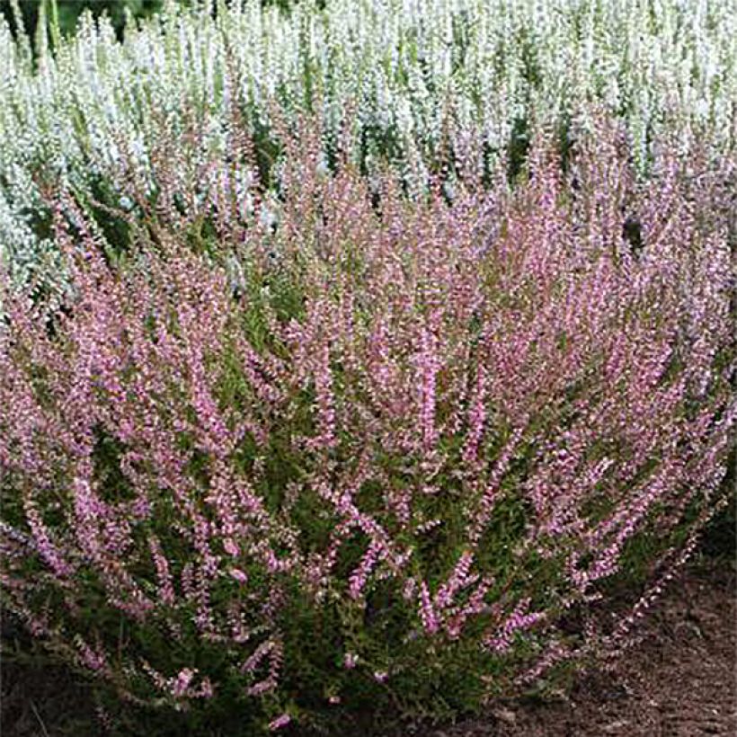 Besenheide Marlies - Calluna vulgaris (Flowering)