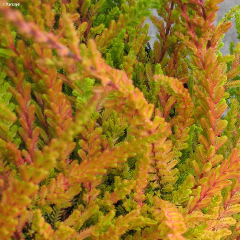 Besenheide Wickwar Flame - Calluna vulgaris (Foliage)