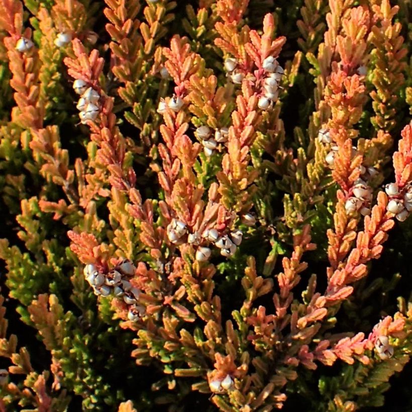 Besenheide Winter Chocolate - Calluna vulgaris (Foliage)