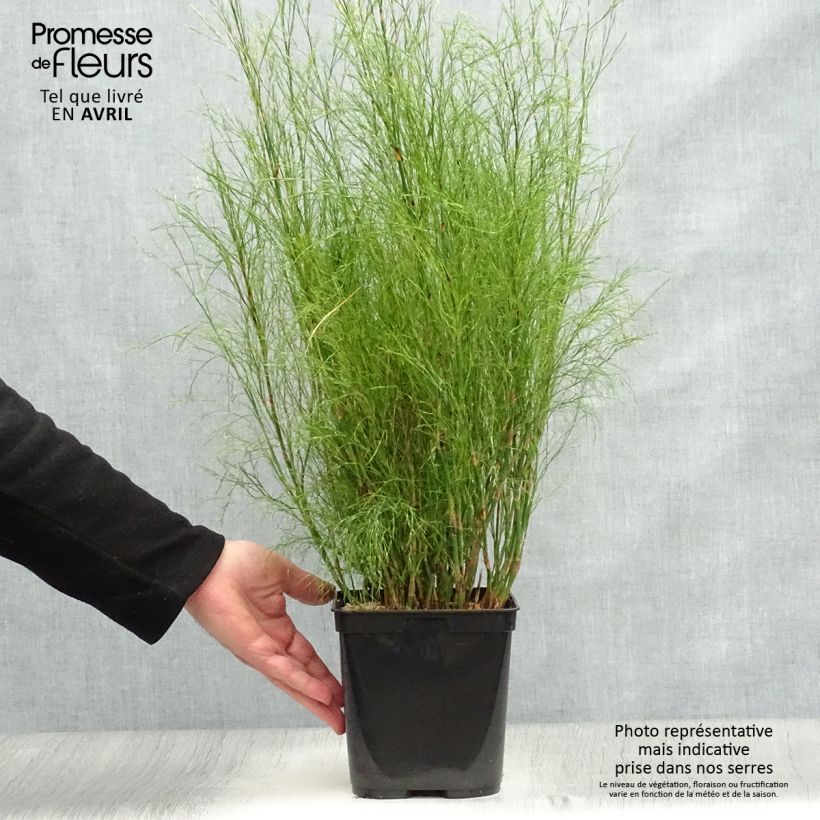 Example of Calopsis paniculata Topf mit 2L/3L as you get in printemps