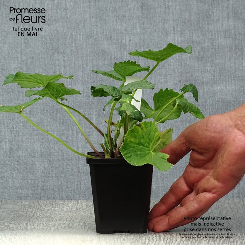 Example of Caltha palustris Plena - Sumpf-Dotterblume Kleine Töpfe von 8/9 cm as you get in printemps