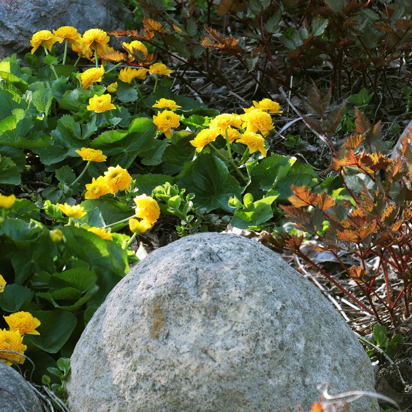 Caltha palustris Plena - Sumpf-Dotterblume (Plant habit)