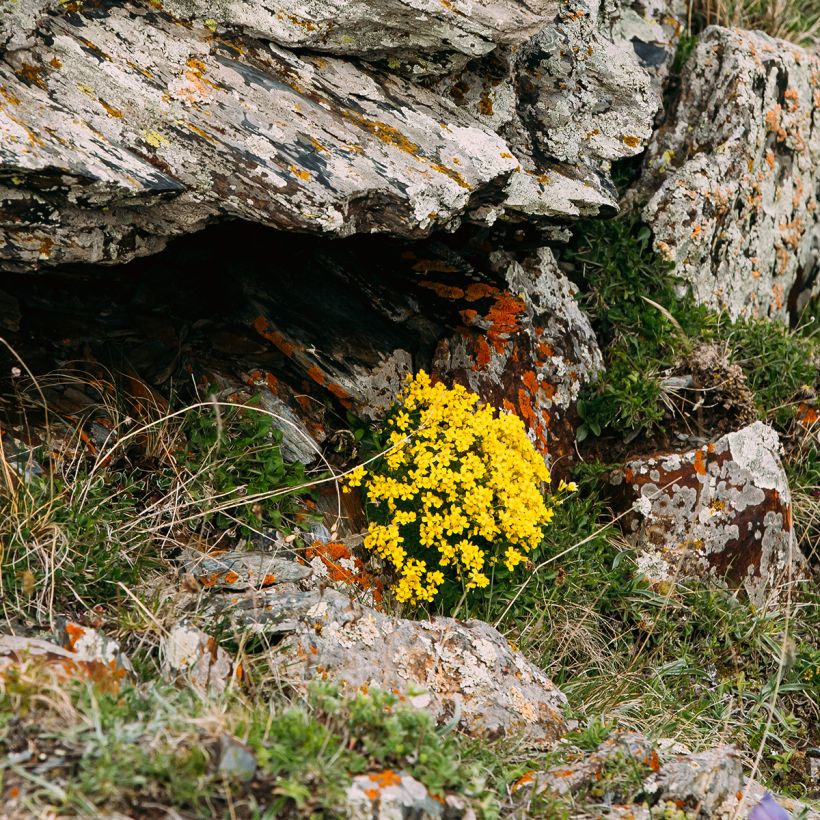 Caltha palustris Polypetala - Sumpf-Dotterblume (Wuchs)