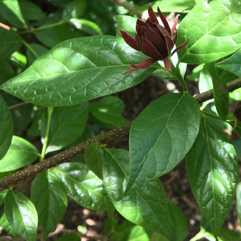 Calycanthus floridus Michael Lindsay - Echter Gewürzstrauch (Foliage)