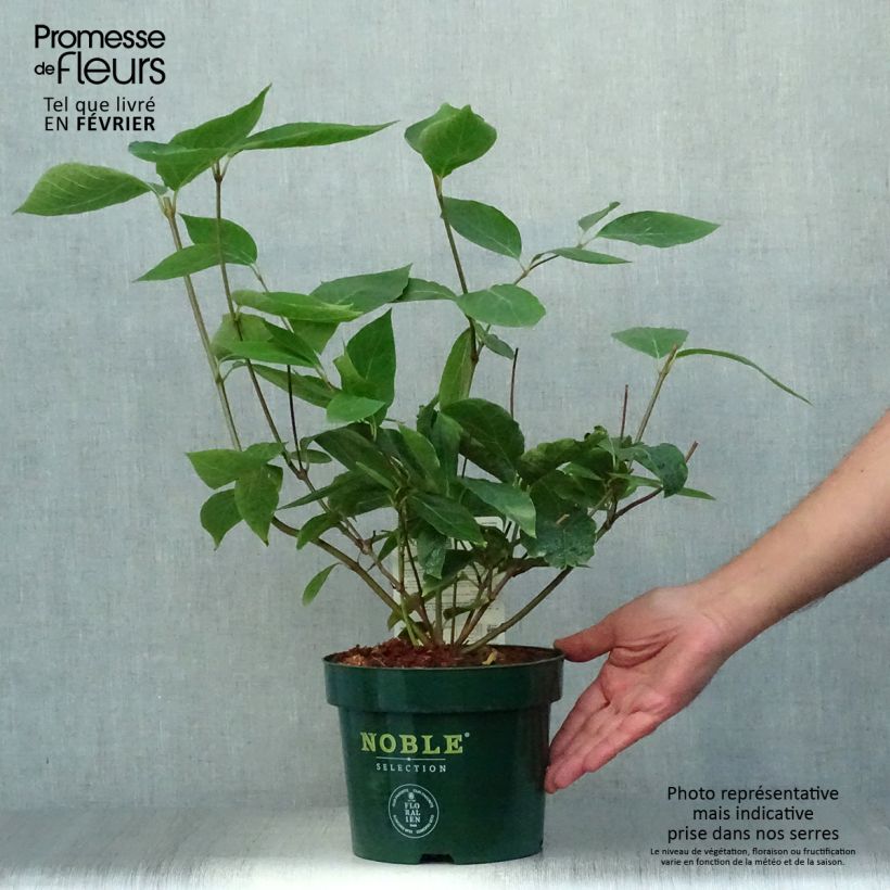 Exemplar von Calycanthus raulstonii Venus - Gewürzstrauch Topf mit 3L/4L wie im Herbst geliefert