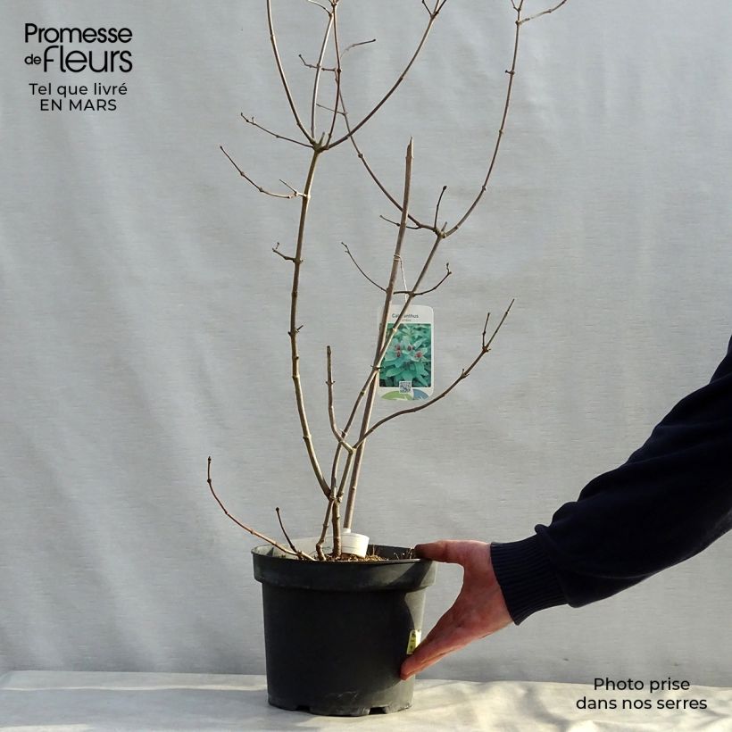 Example of Calycanthus floridus - Echter Gewürzstrauch Topf mit 4L/5L as you get in printemps