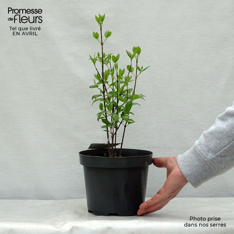 Example of Calycanthus floridus - Echter Gewürzstrauch Topf mit 2L/3L as you get in printemps