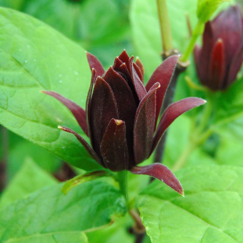 Calycanthus floridus - Echter Gewürzstrauch (Flowering)
