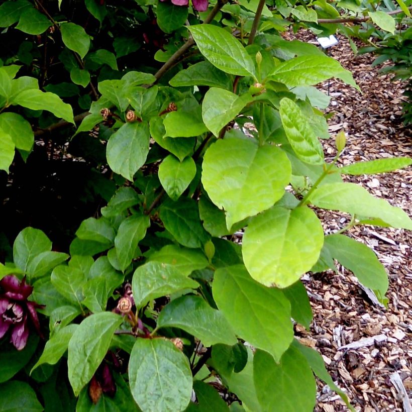Calycanthus raulstonii Aphrodite - Gewürzstrauch (Foliage)