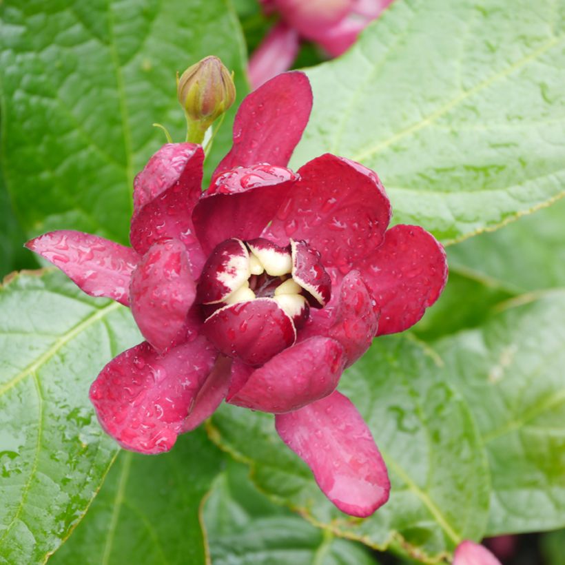 Calycanthus raulstonii Aphrodite - Gewürzstrauch (Flowering)