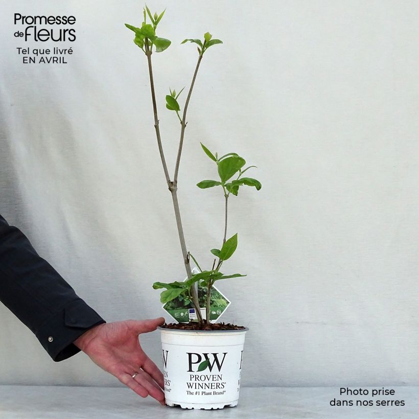 Example of Calycanthus raulstonii Aphrodite - Gewürzstrauch Topf mit 2L/3L as you get in printemps