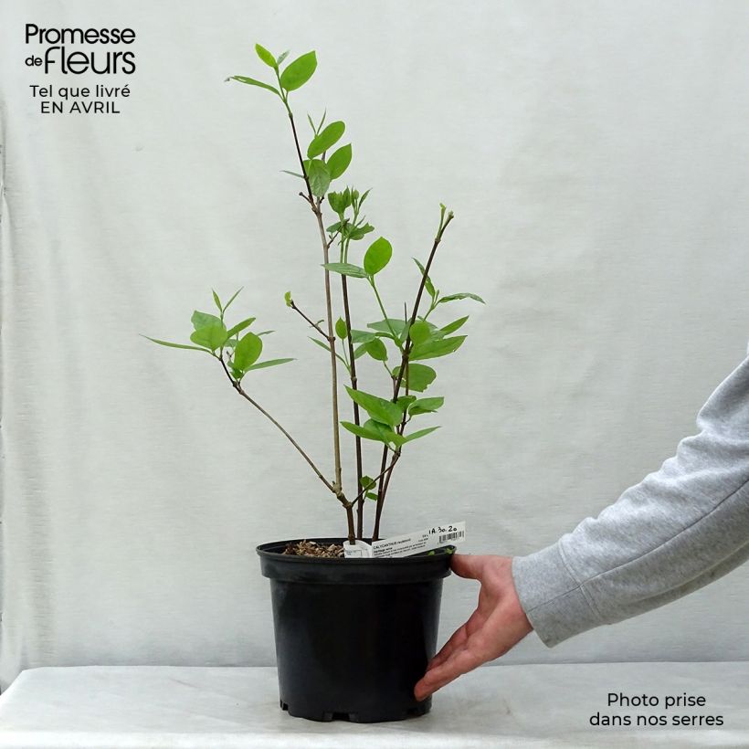 Exemplar von Calycanthus raulstonii Hartlage Wine - Gewürzstrauch Topf mit 3L/4L wie im Frühjahr geliefert