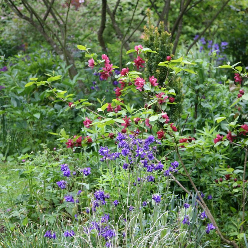 Calycanthus raulstonii Hartlage Wine - Gewürzstrauch (Wuchs)