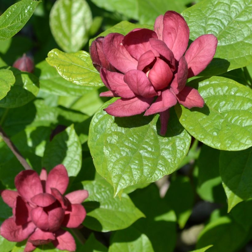 Calycanthus raulstonii Hartlage Wine - Gewürzstrauch (Blüte)