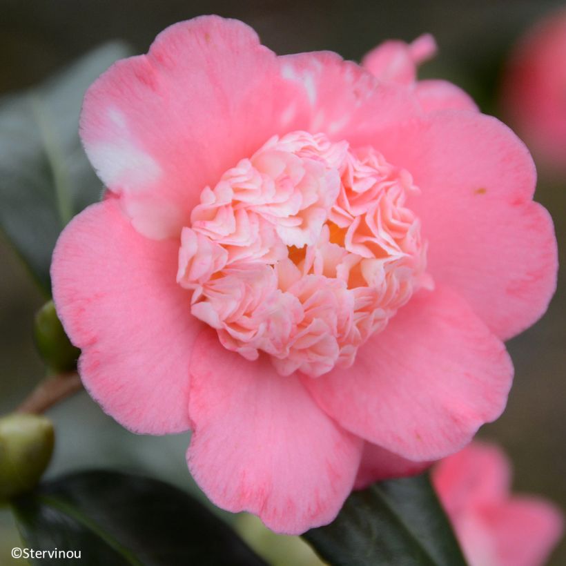 Camellia Baby Sis Pink - Japanische Kamelie (Flowering)