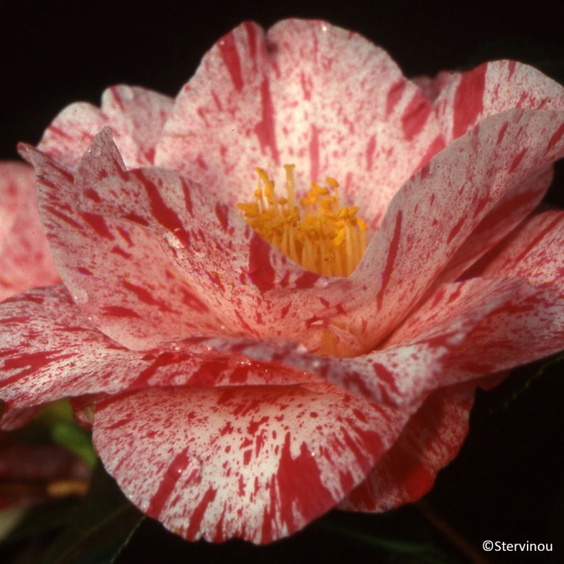Camellia Betty Foy Sanders - Japanische Kamelie (Blüte)