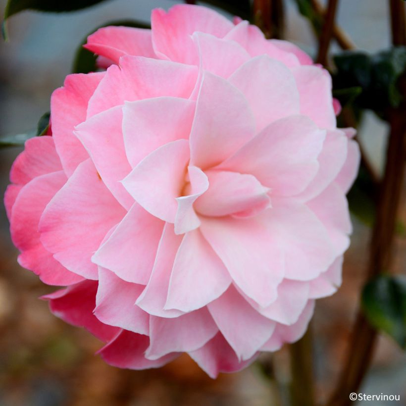 Camellia williamsii Buttons N Bows - Kamelie (Blüte)