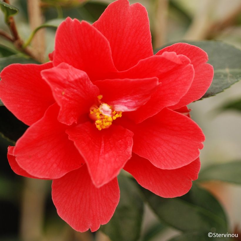 Camellia williamsii  Freedom Bell - Kamelie (Flowering)