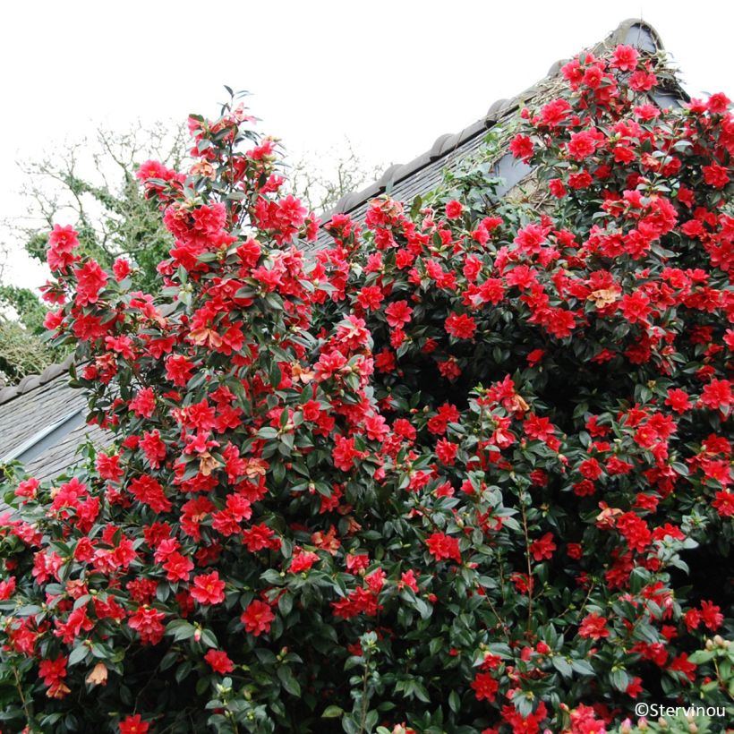 Camellia williamsii  Freedom Bell - Kamelie (Plant habit)