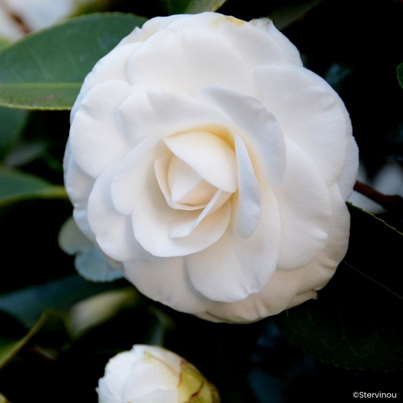 Camellia Janet Waterhouse - Japanische Kamelie (Blüte)