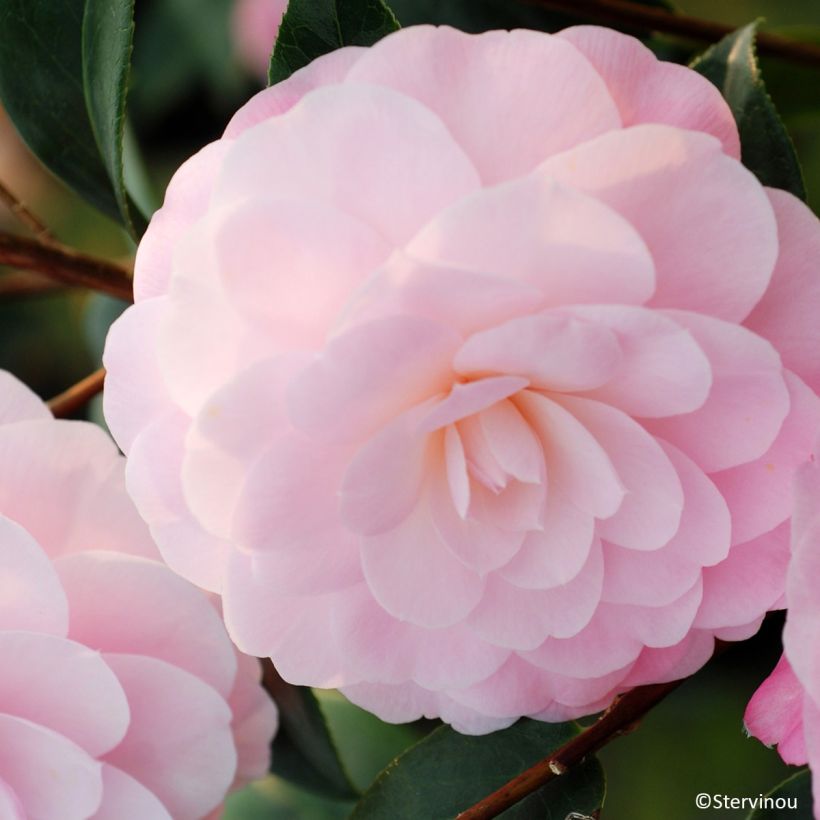 Camellia williamsii Mimosa Jury - Kamelie (Blüte)