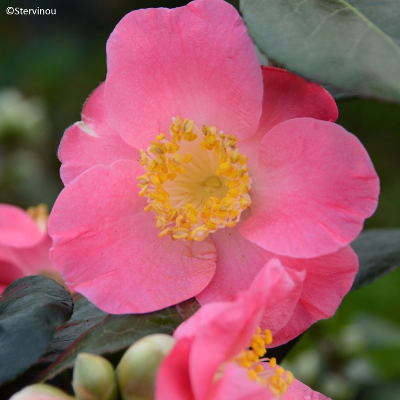 Camellia Ville du Havre - Japanische Kamelie (Flowering)