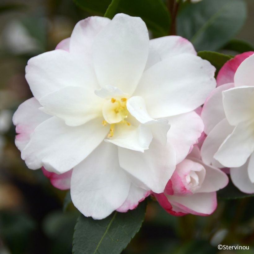 Camellia sasanqua Blush – Herbstblühende Kamelie (Flowering)