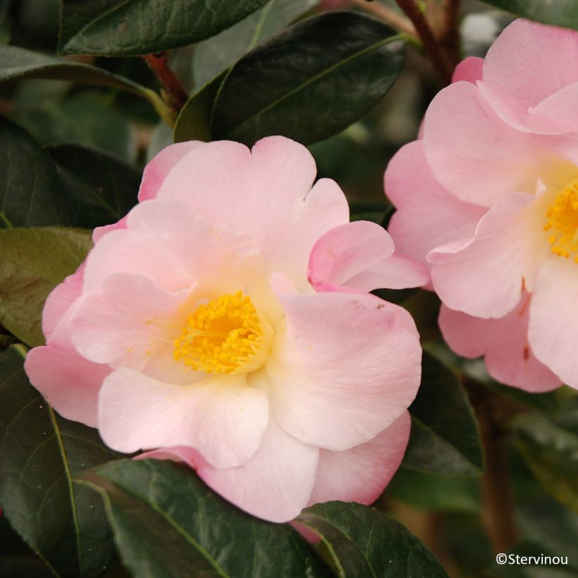 Camellia Nicky Crisp - Kamelie (Blüte)