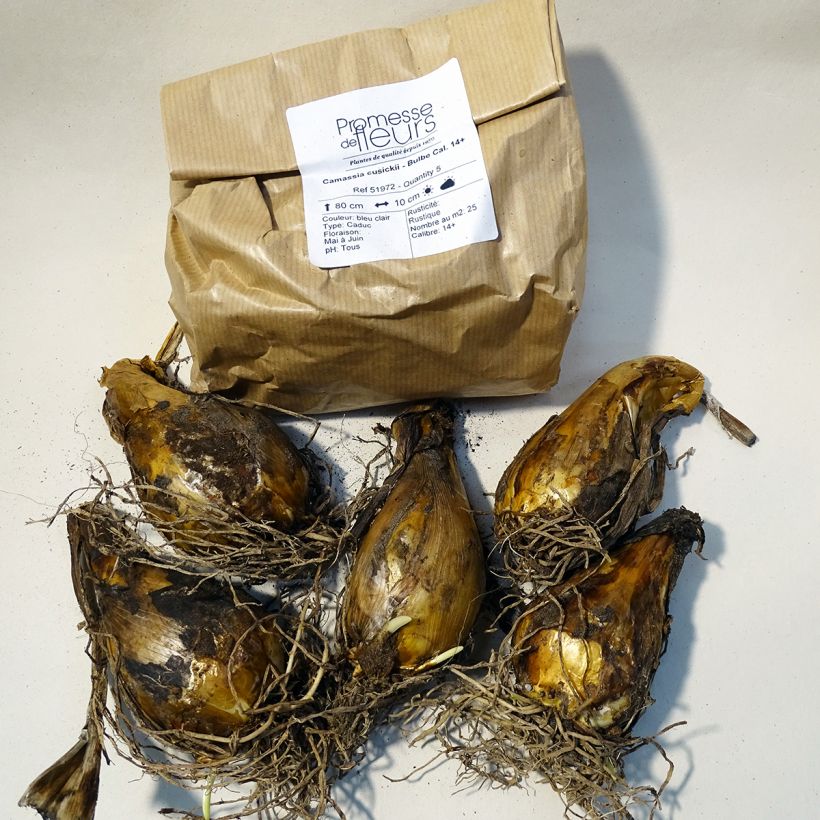 Example of Camassia cusickii - Prärielilie Box Kaliber/Größe 14+ as you get