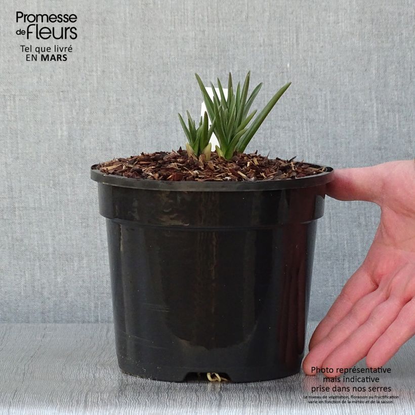 Exemplar von Camassia cusickii Pot de 2L/3L wie im Winter geliefert