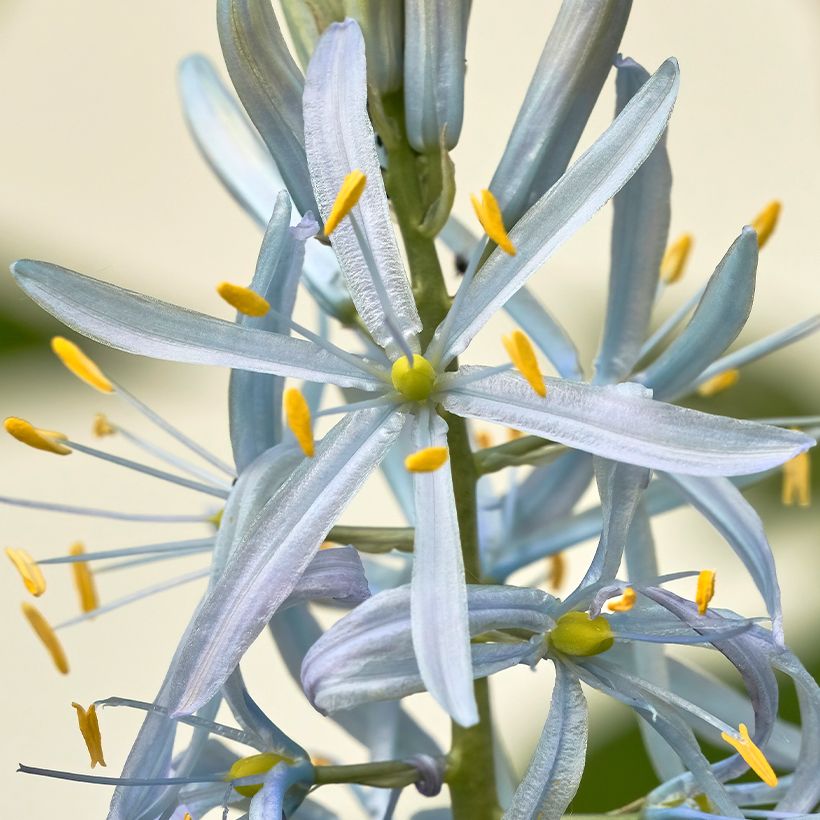 Camassia cusickii - Prärielilie (Flowering)