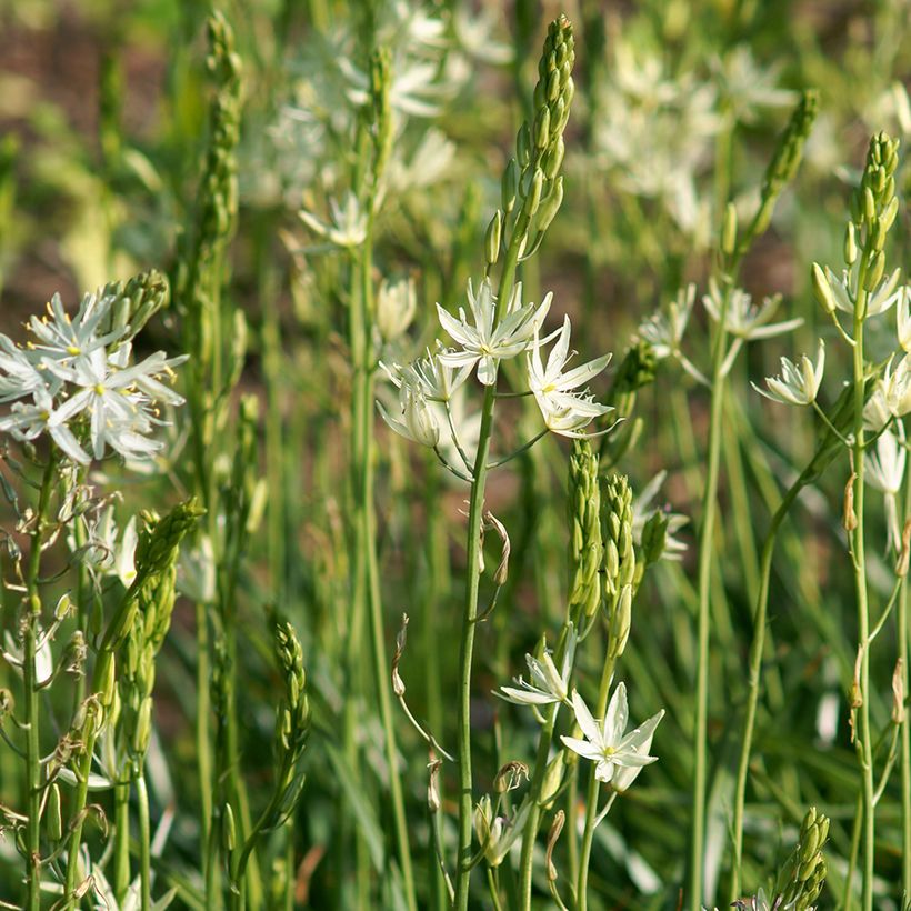 Camassia leichtlinii Alba - Prärielilie (Wuchs)
