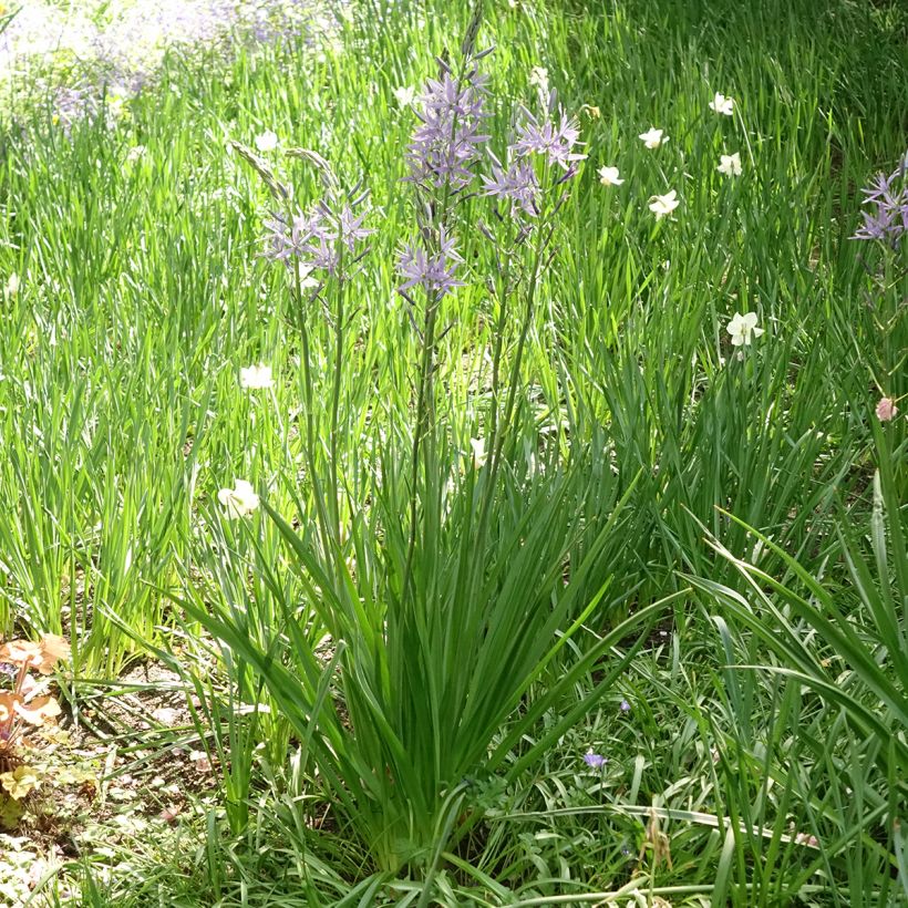 Camassia leichtlinii subsp. suksdorfii Caerulea - Prärielilie (Plant habit)