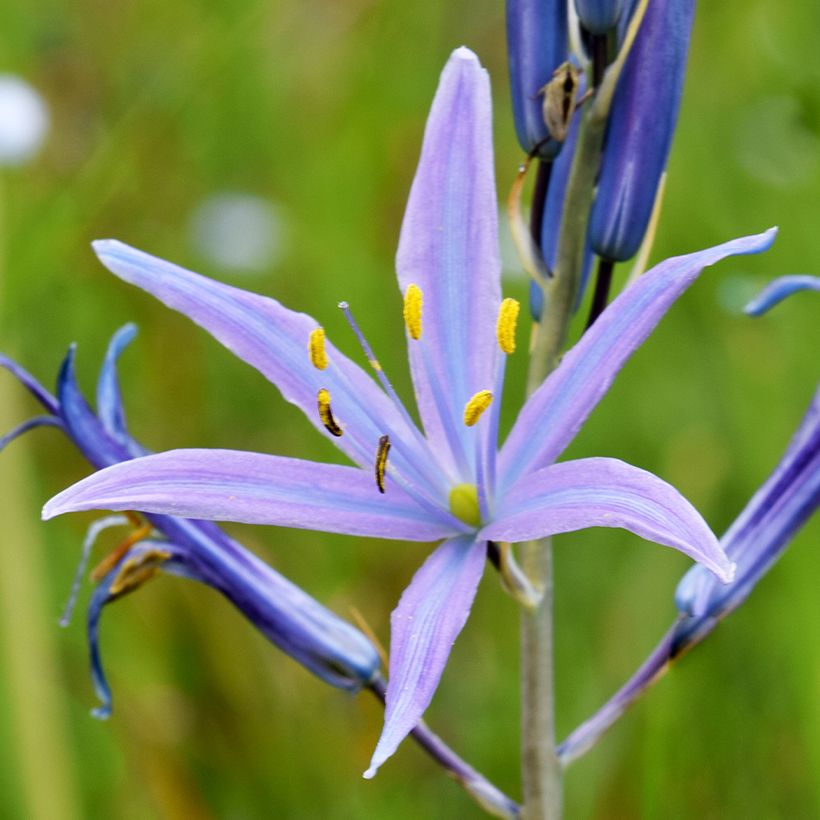 Camassia quamash Blue Melody - Prärielilie (Flowering)