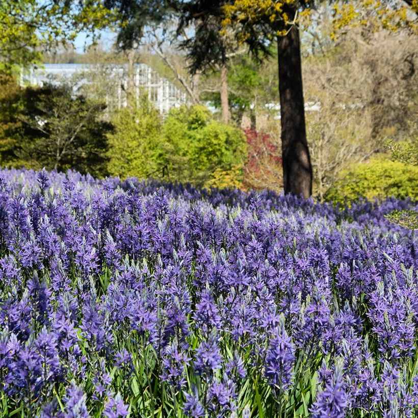 Camassia quamash Blue Melody - Prärielilie (Plant habit)