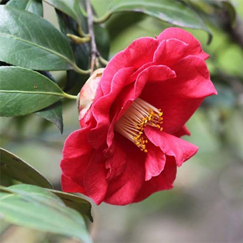 Camellia Adolphe Audusson - Japanische Kamelie (Flowering)
