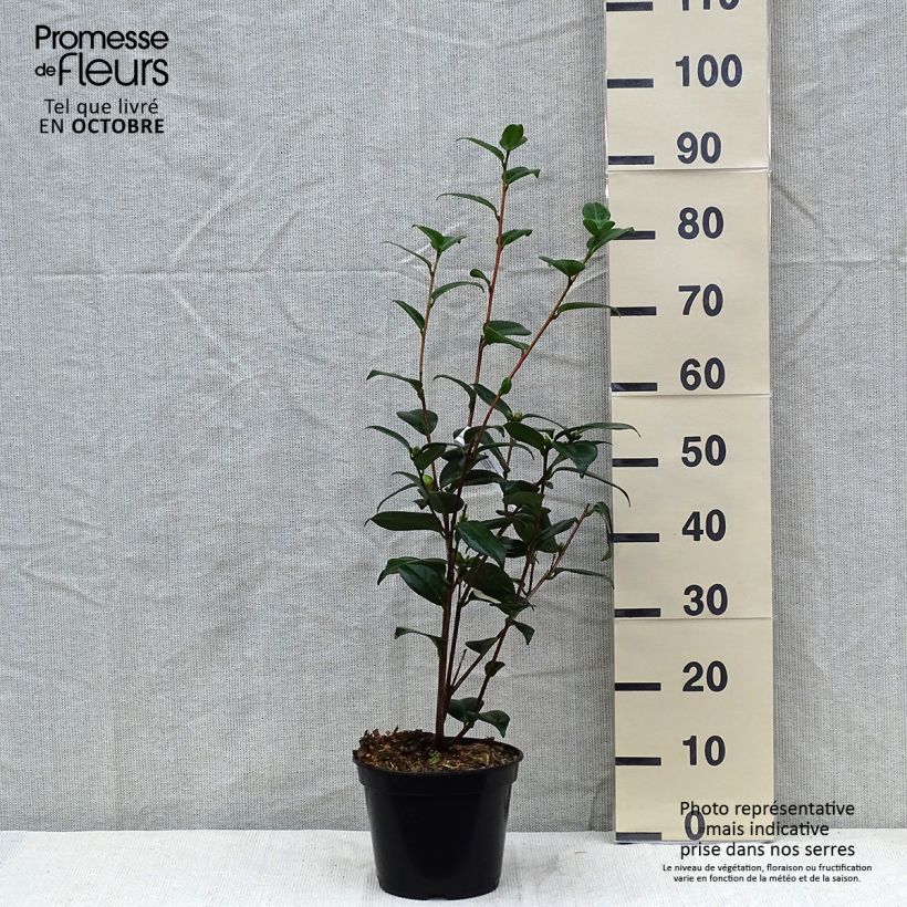 Exemplar von Camellia Adolphe Audusson - Japanische Kamelie Topf mit 4L/5L wie im Herbst geliefert