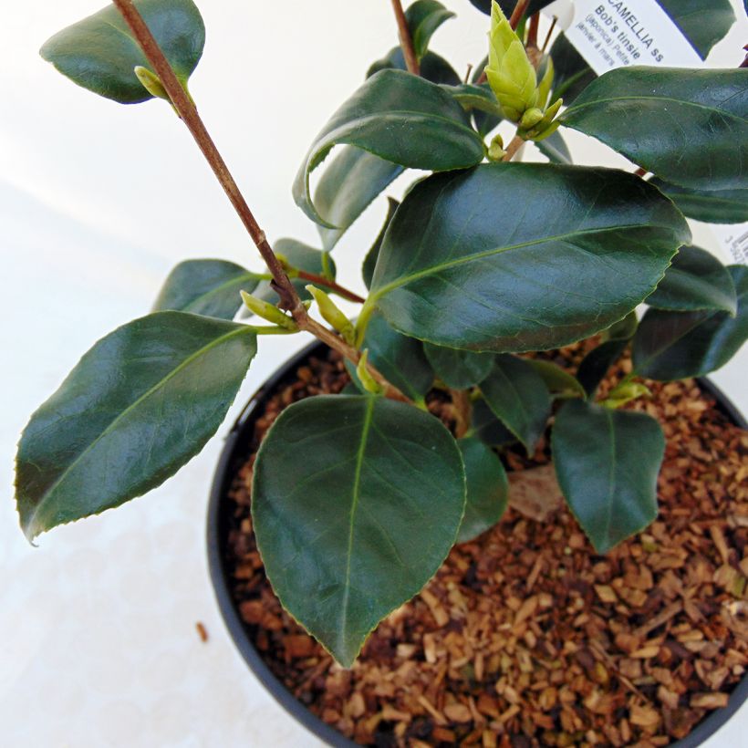 Camellia Bob's Tinsie - Japanische Kamelie (Foliage)