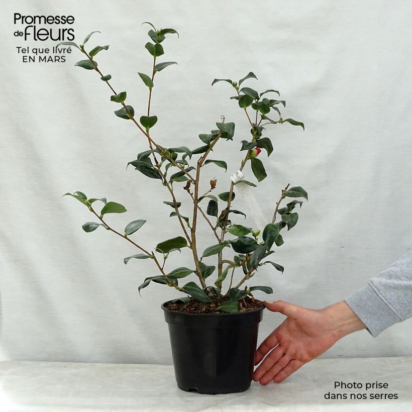 Example of Camellia Bob's Tinsie - Japanische Kamelie Topf mit 4L/5L as you get in printemps