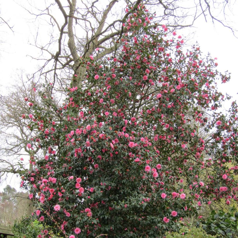 Camellia williamsii Donation - Kamelie (Wuchs)