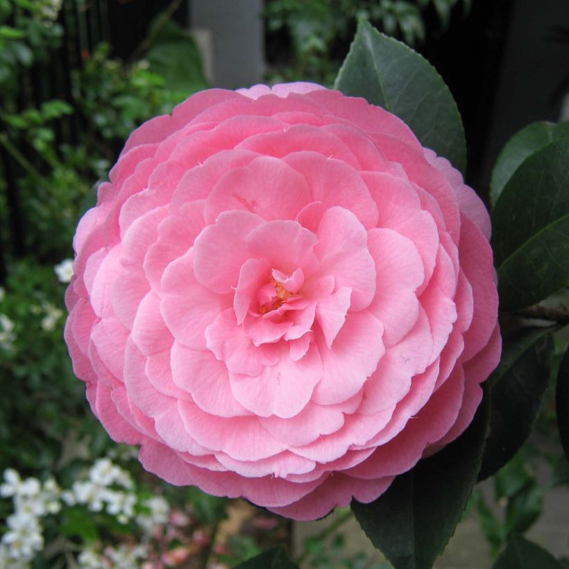Camellia williamsii EG Waterhouse - Kamelie (Flowering)