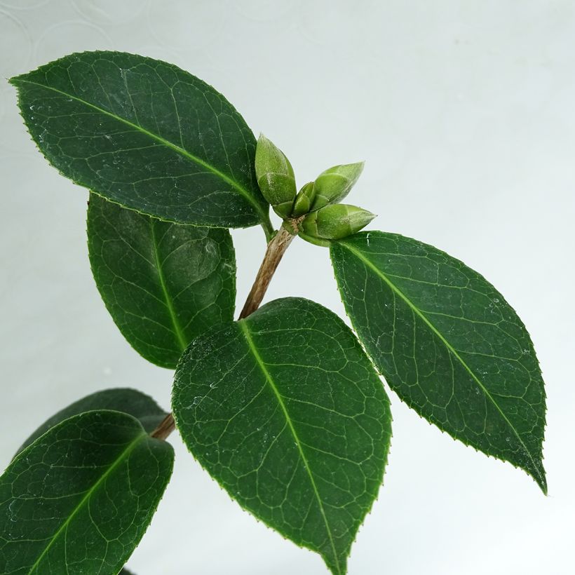 Camellia williamsii EG Waterhouse - Kamelie (Foliage)