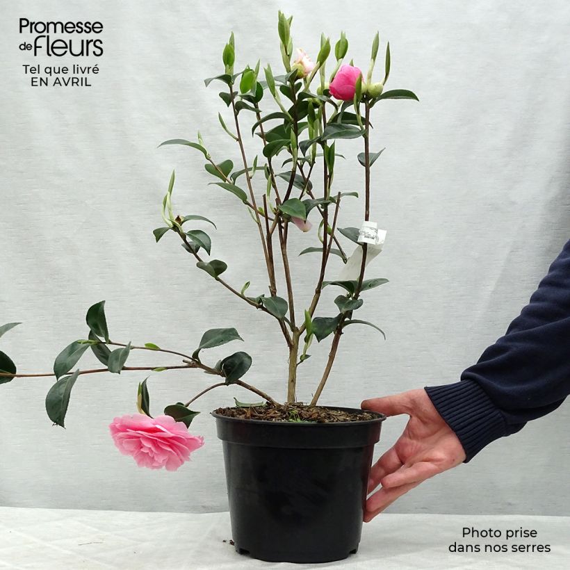 Example of Camellia williamsii EG Waterhouse - Kamelie Topf mit 4L/5L as you get in printemps
