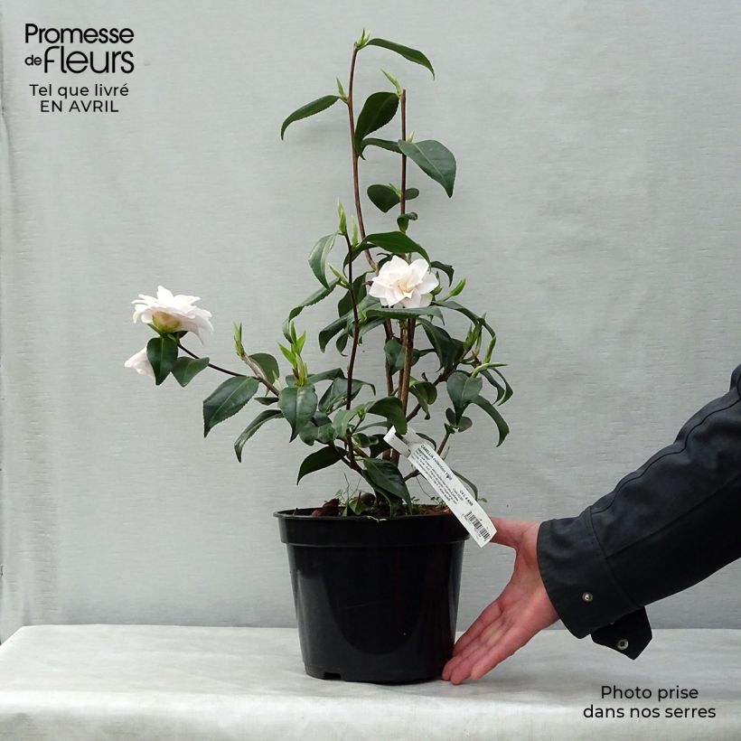 Example of Camellia Hagoromo - Japanische Kamelie Topf mit 4L/5L as you get in printemps