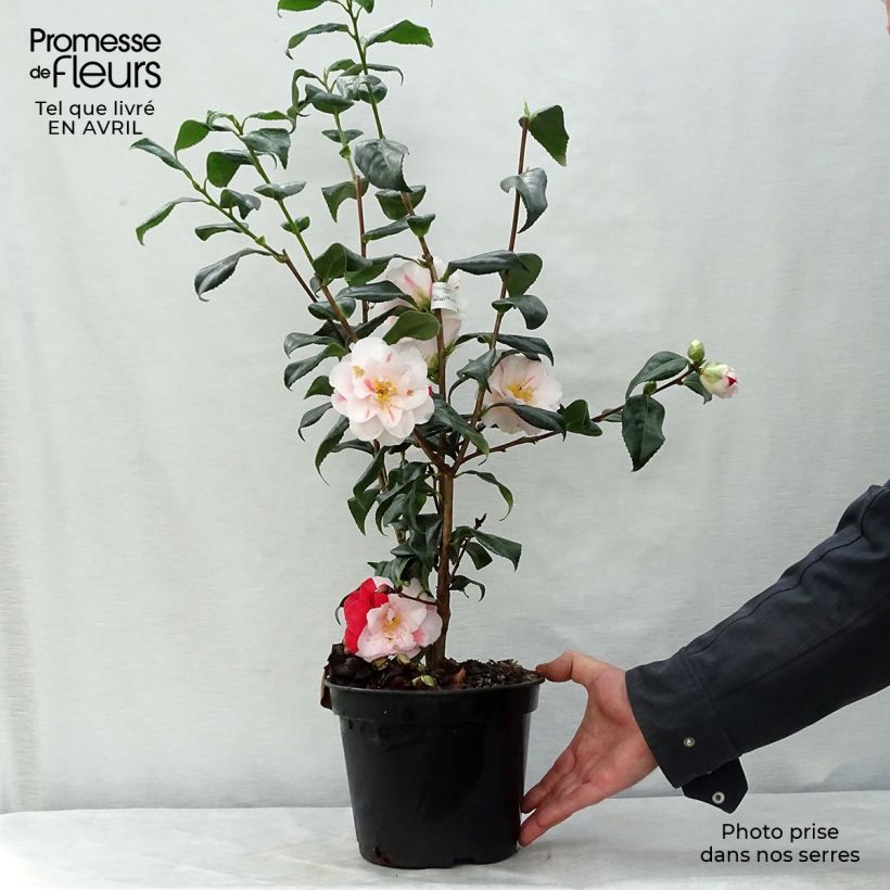Example of Camellia Lady Vansittart - Japanische Kamelie Topf mit 3L/4L as you get in printemps