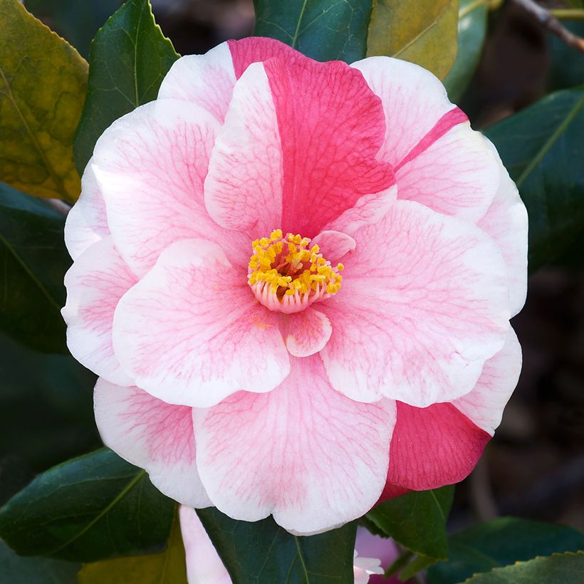 Camellia Lady Vansittart - Japanische Kamelie (Flowering)